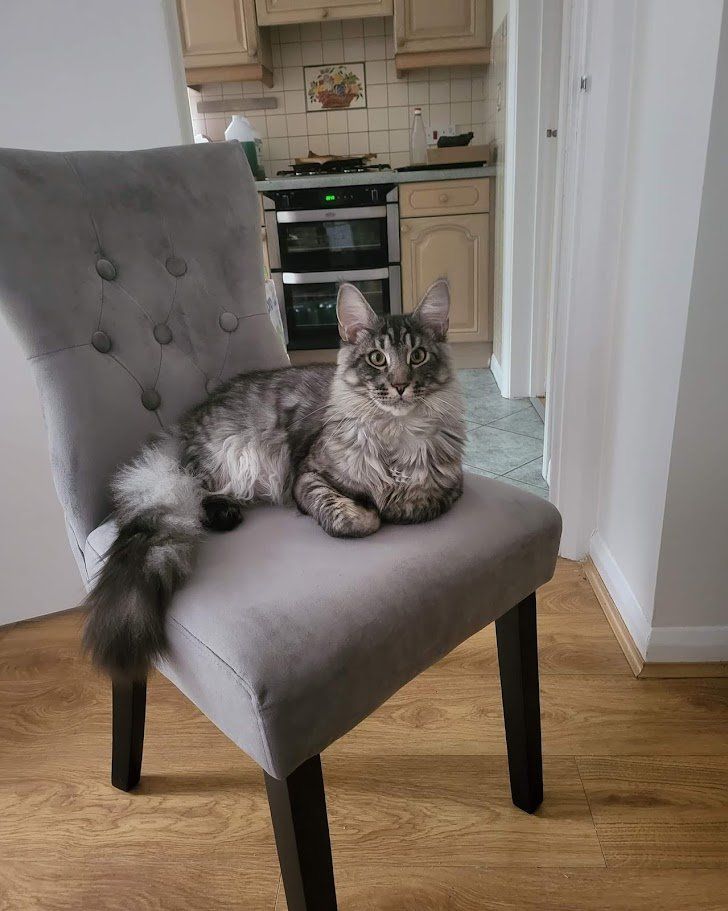maine coon