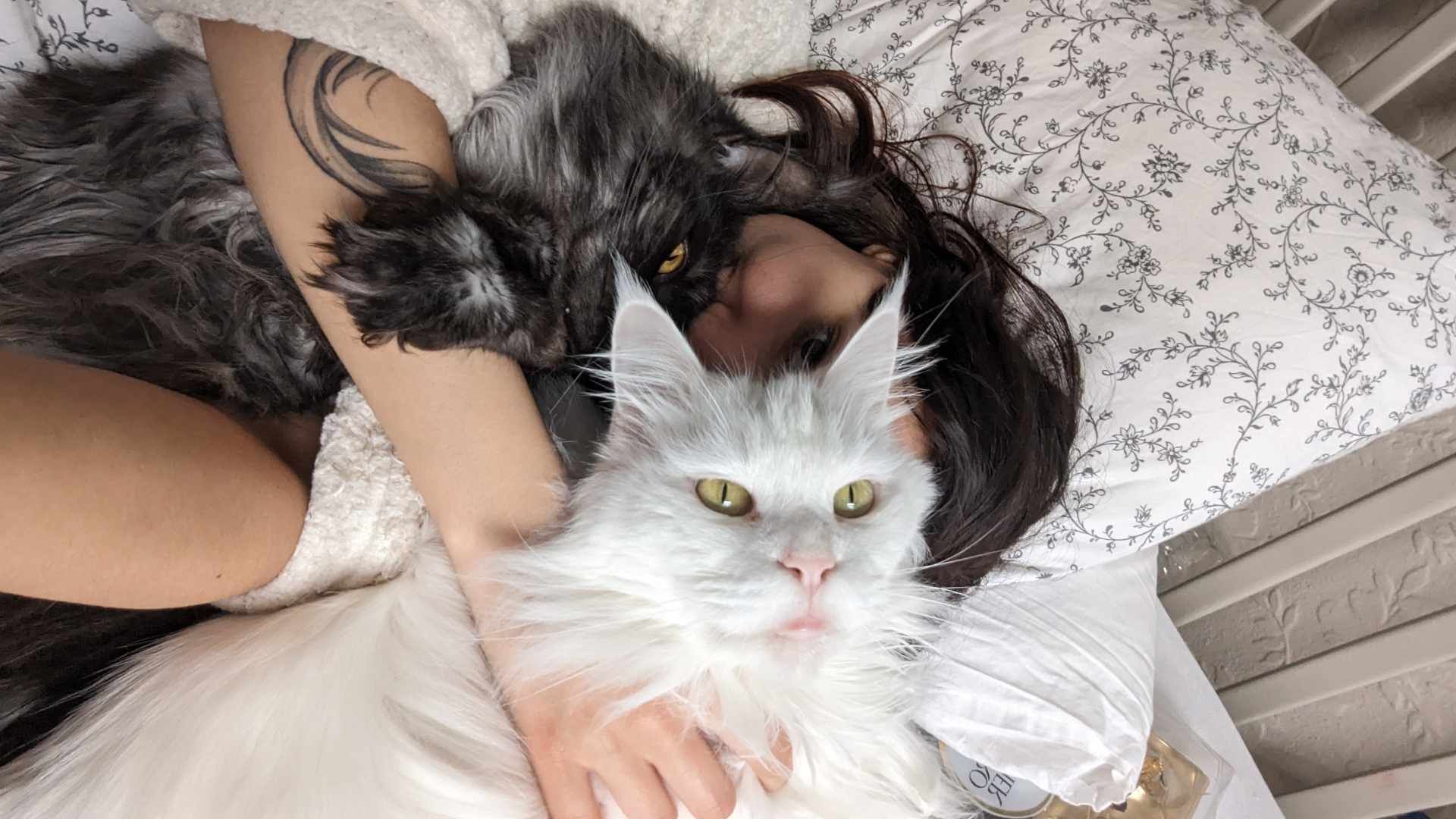 maine coon