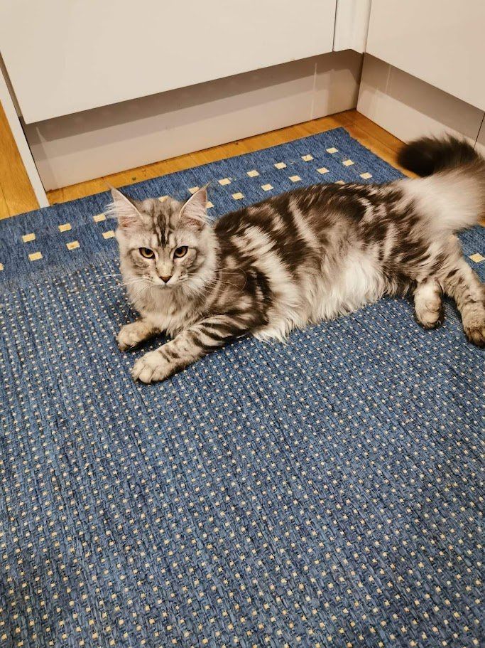 maine coon