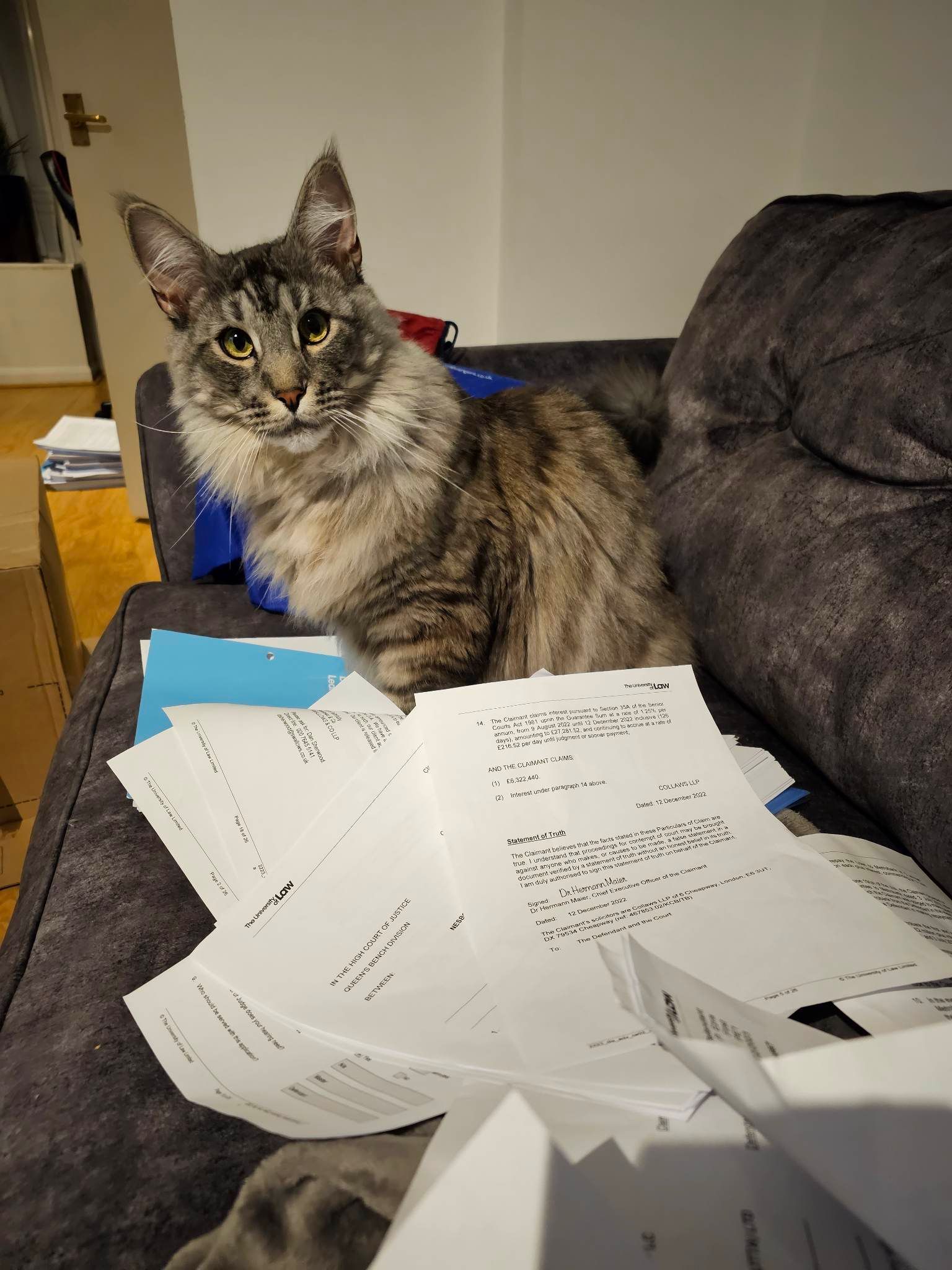 maine coon