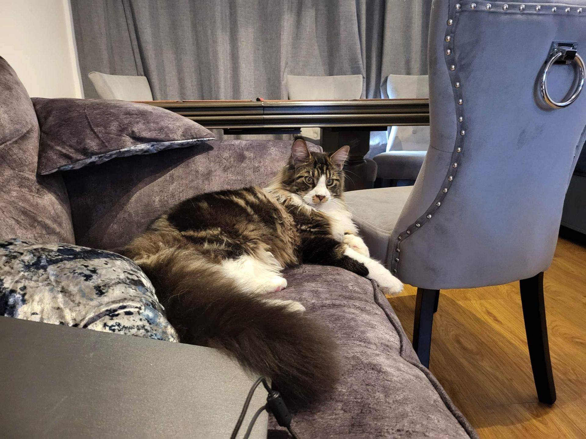 maine coon