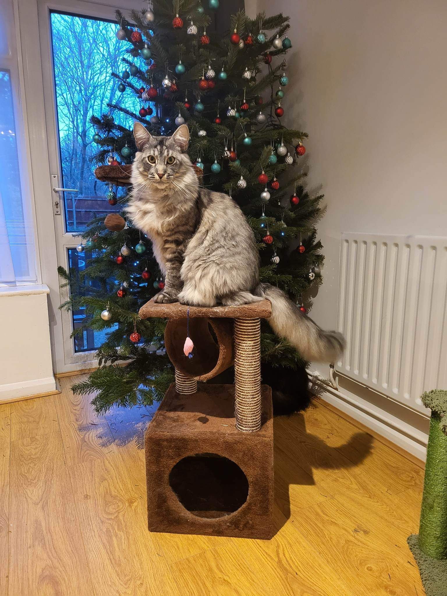 maine coon