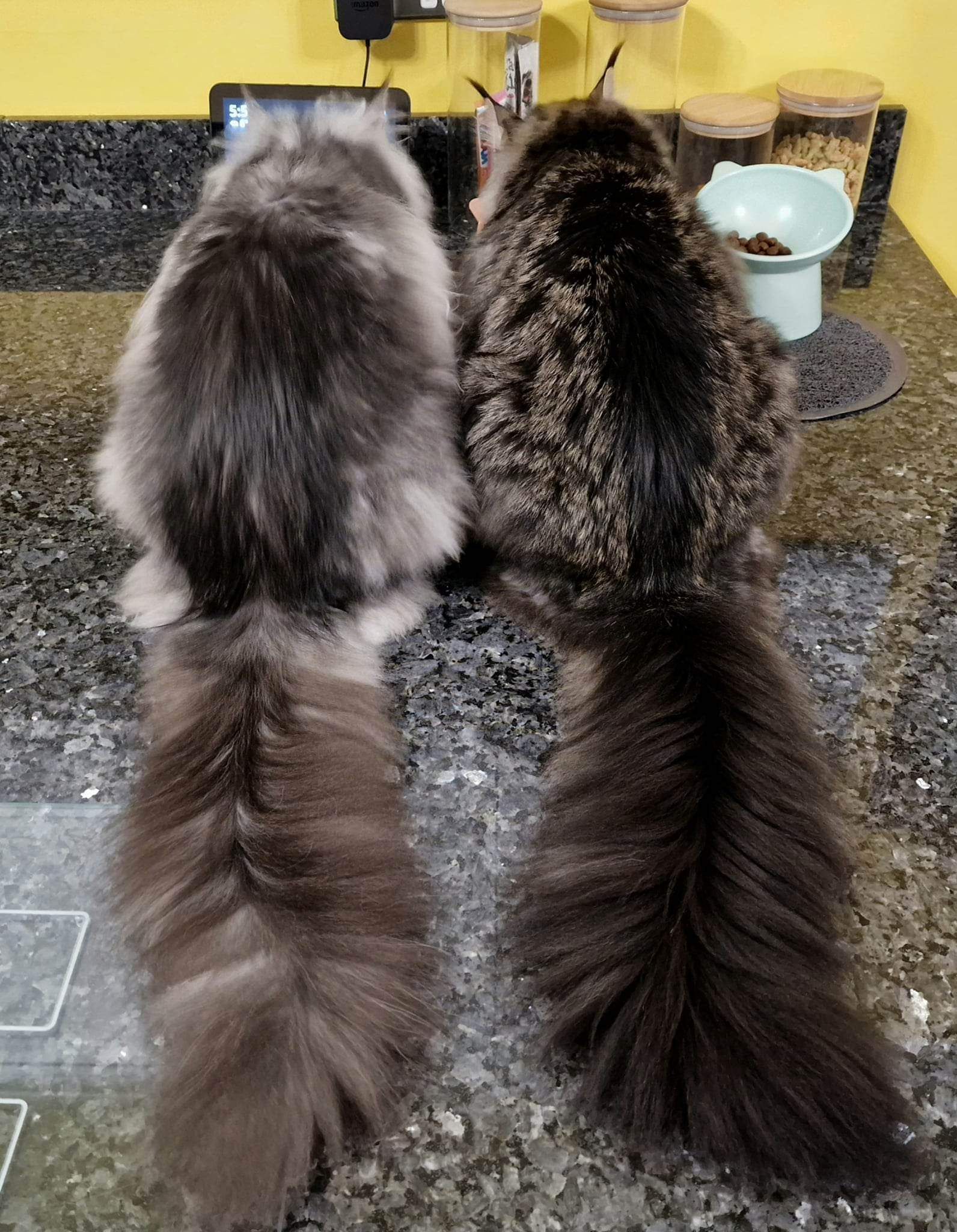 maine coon