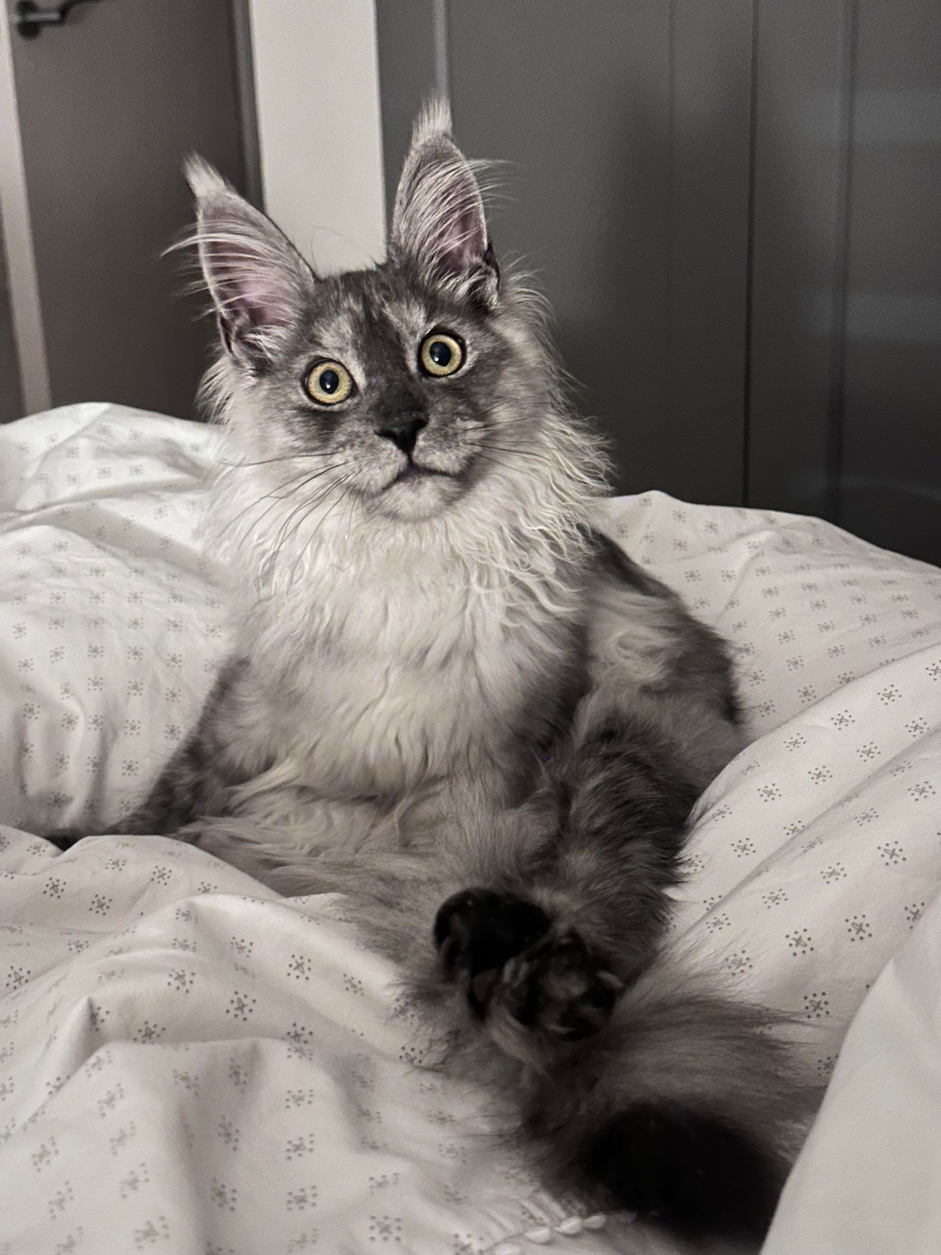 maine coon