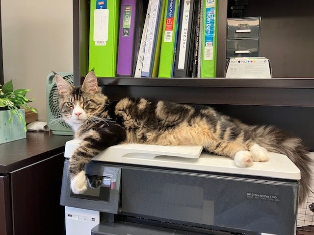 Smalls the Cat