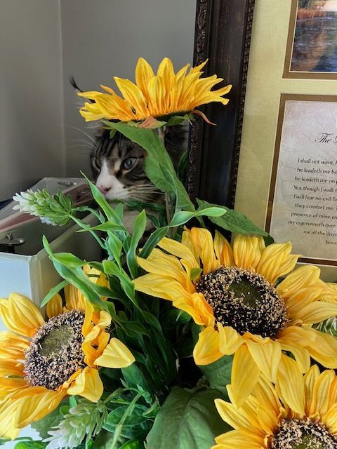 Smalls the cat