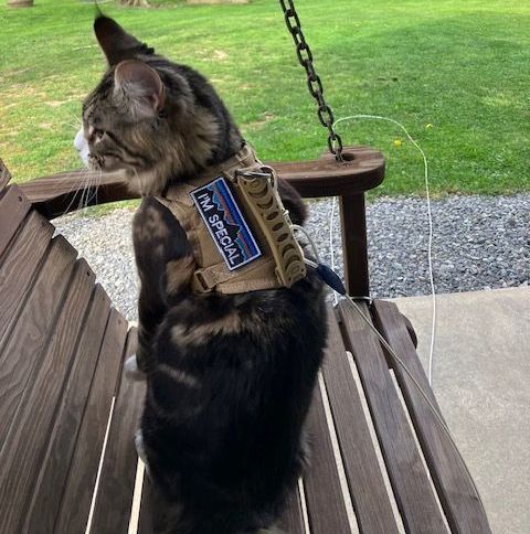 Smalls the cat