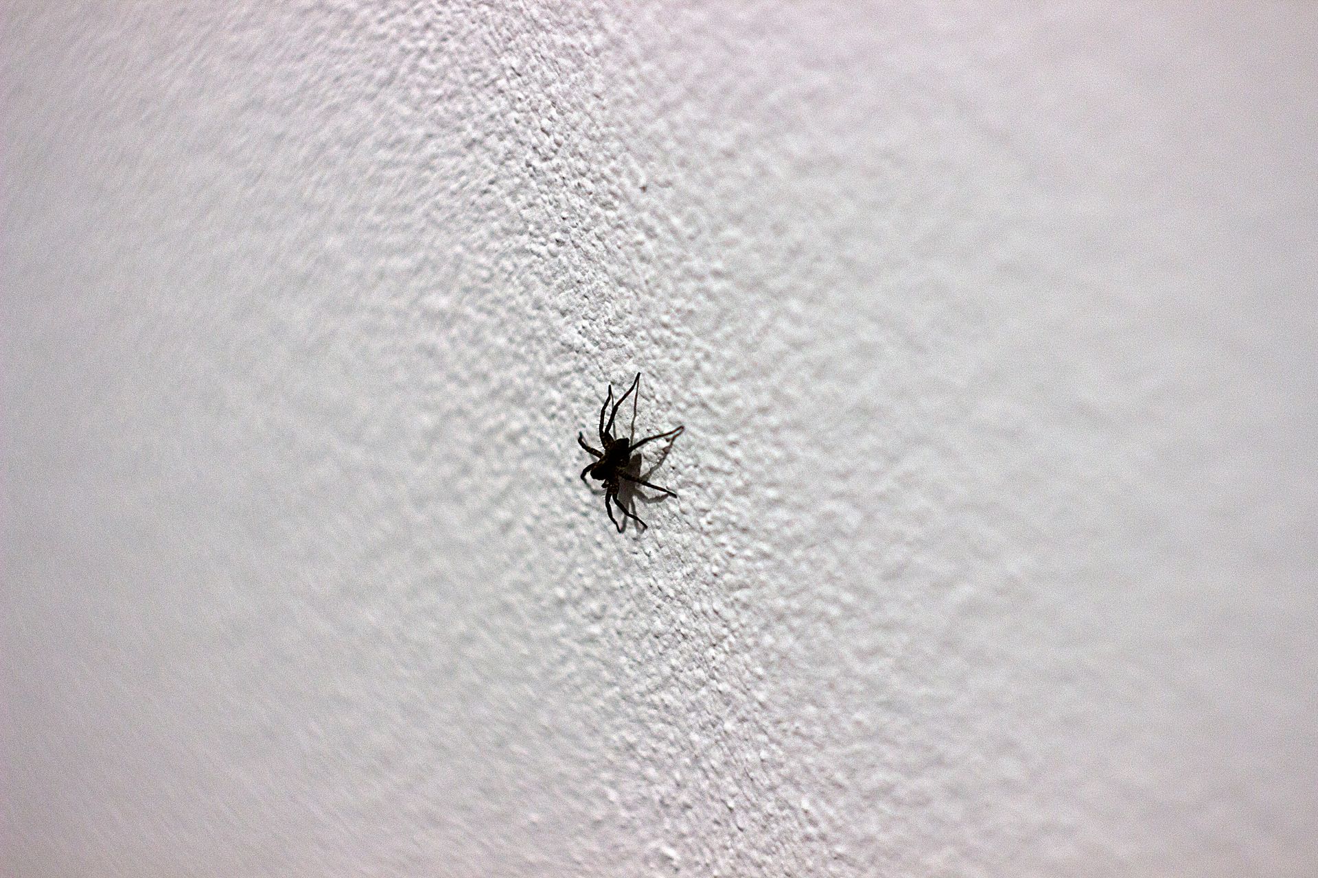 Small, dark spider on a textured, white wall.