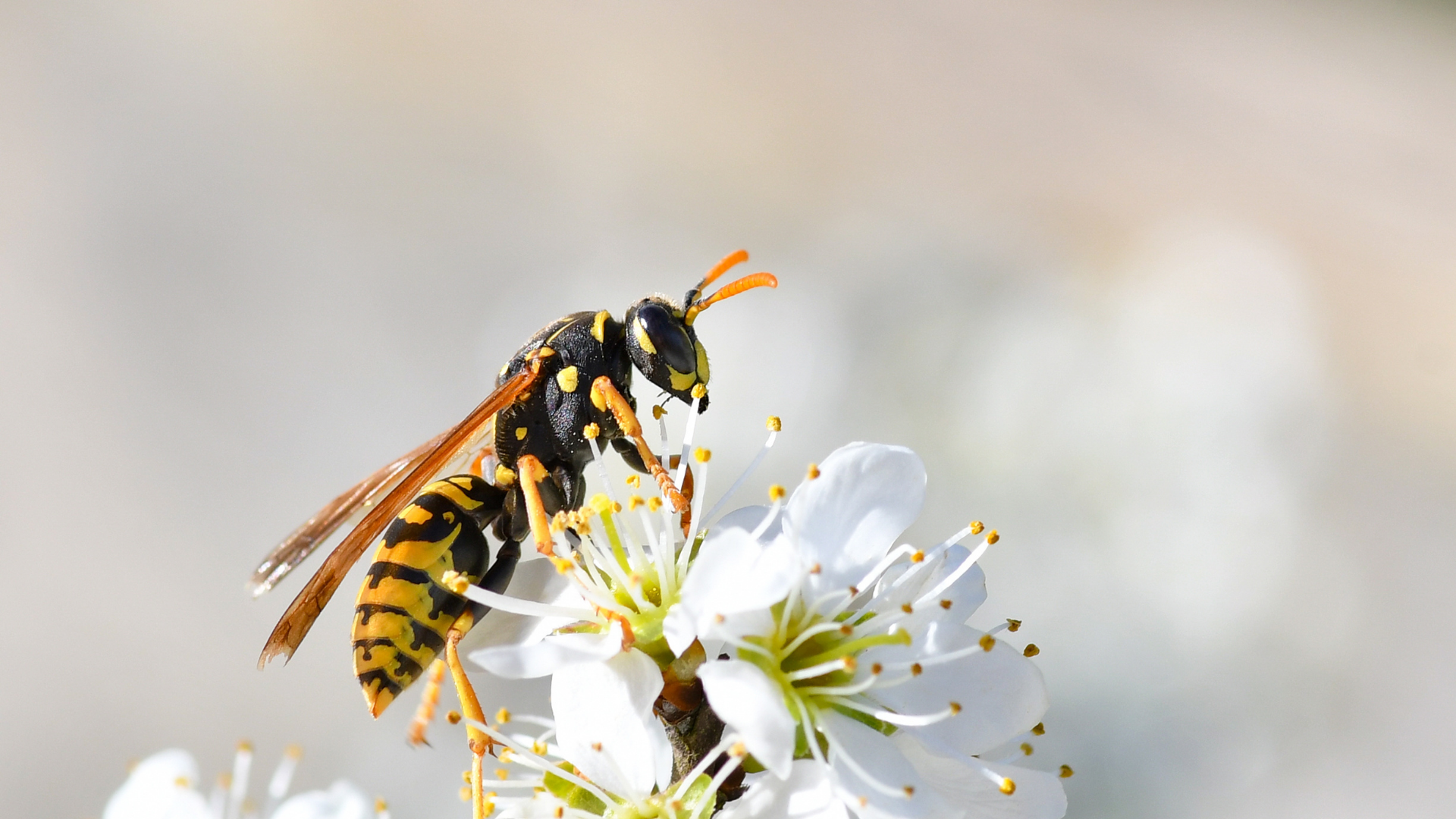 Wasp hovering over white blossoms, collecting nectar on a soft blurred background