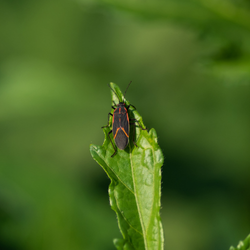 A small bug is sitting on top of a green leaf.