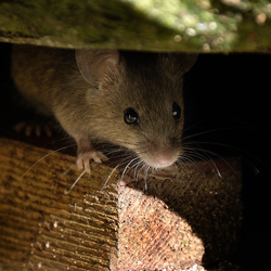 A mouse is sitting on a piece of wood and looking at the camera.