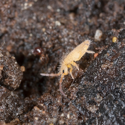 A small bug is crawling on a pile of dirt