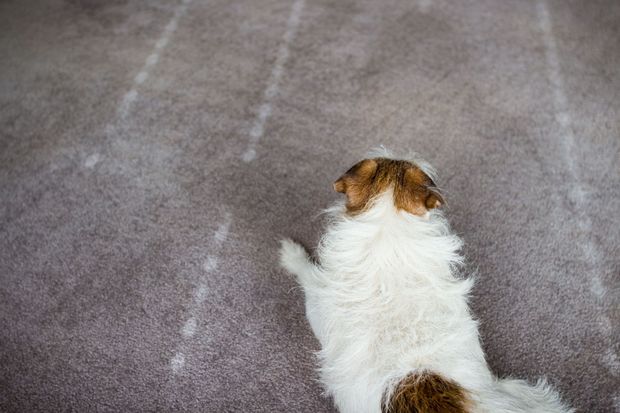 Small white-and-brown dog seen from behind on a carpet, facing away from the camera