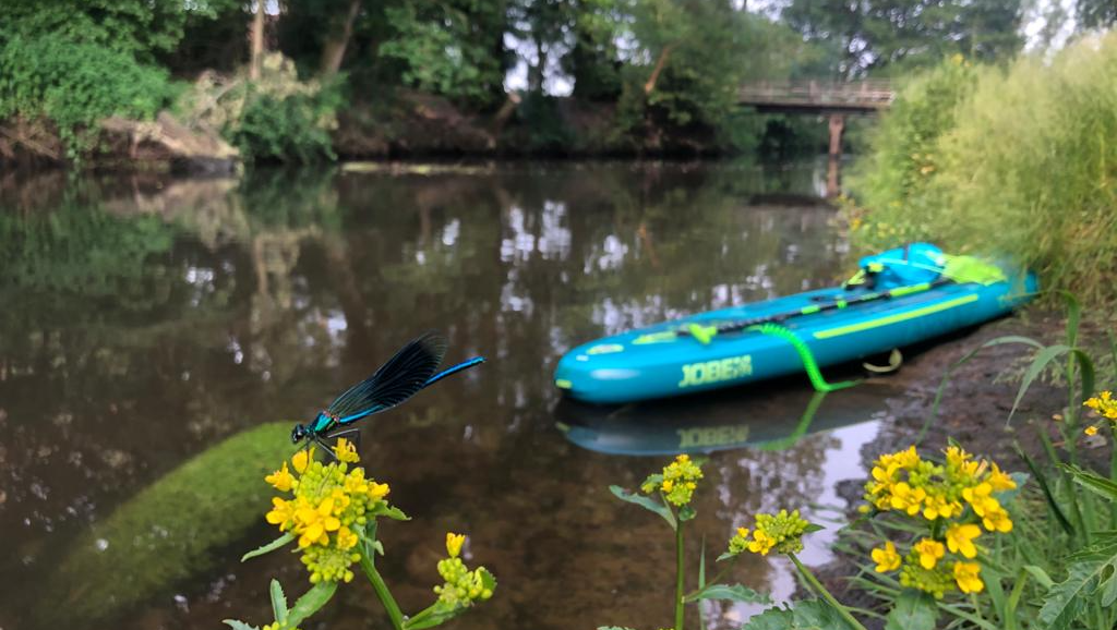 Een blauwe libel landt op een gele bloem vlakbij een turquoise opblaasbare kajak die aangemeerd ligt aan een rustige rivieroever.