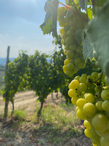 Close-up of green wine grapes growing on a sunlit vineyard