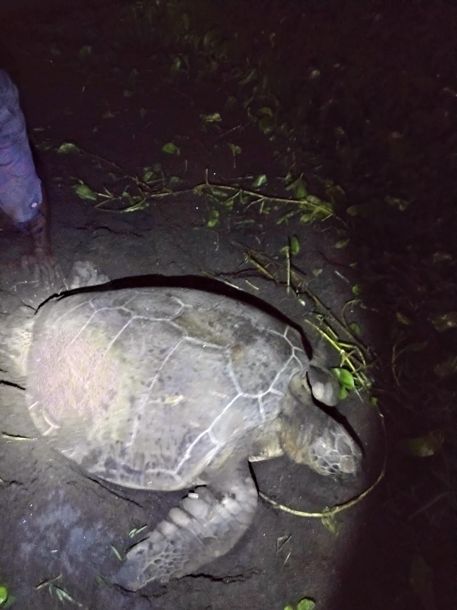 Experience the wonder of nature as three endangered sea turtle species on Rosalie Bay’s protected black sand beach.