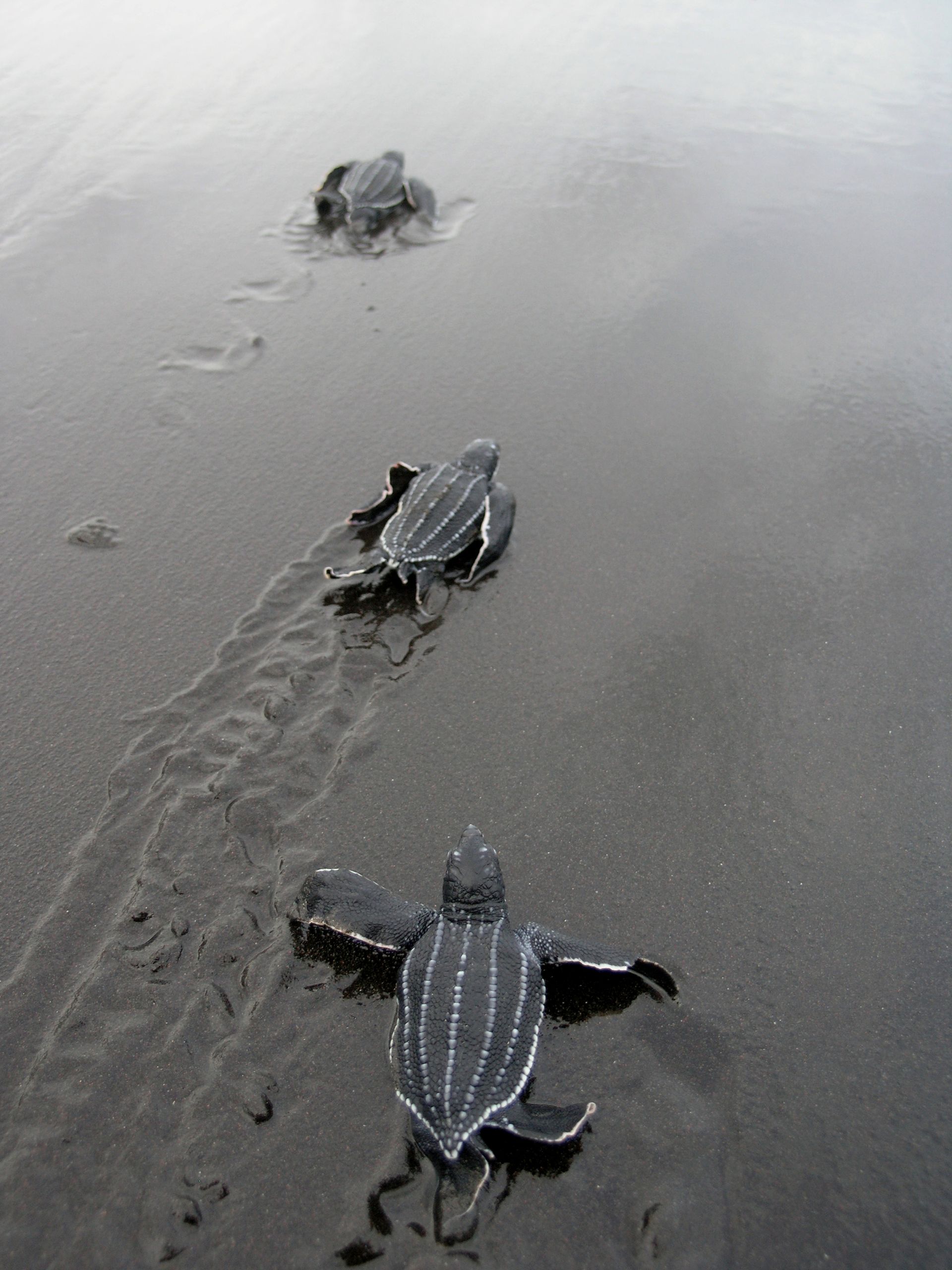 An Experience to remember at Rosalie Bay Resort, Dominica Eco Resort, Caribbean Wellness Retreat, Turtle Nesting Beach, Rosalie River.