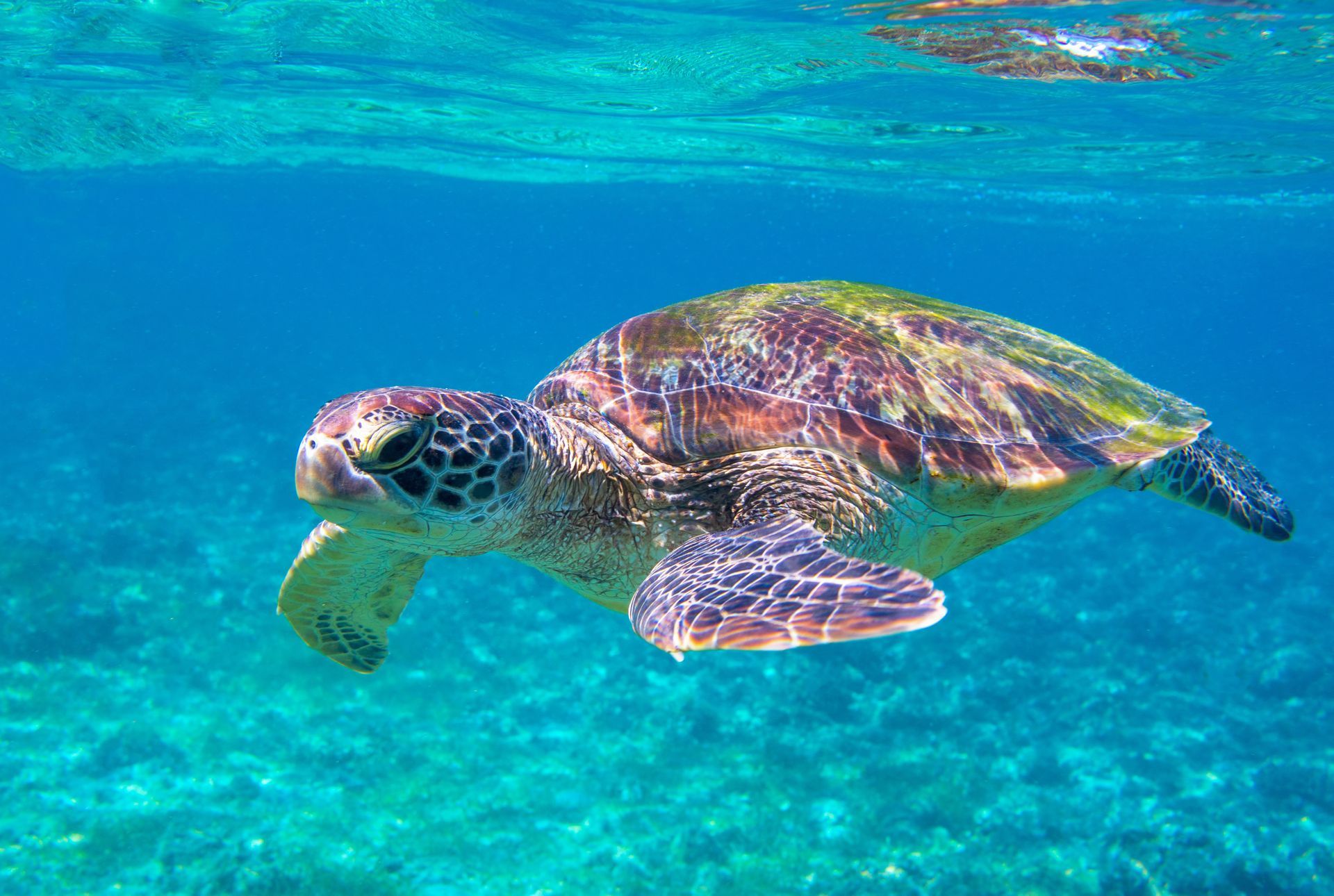 Offers & Packages to make the most of your stay at Rosalie Bay Eco Resort & Spa, enhance your Caribbean getaway.