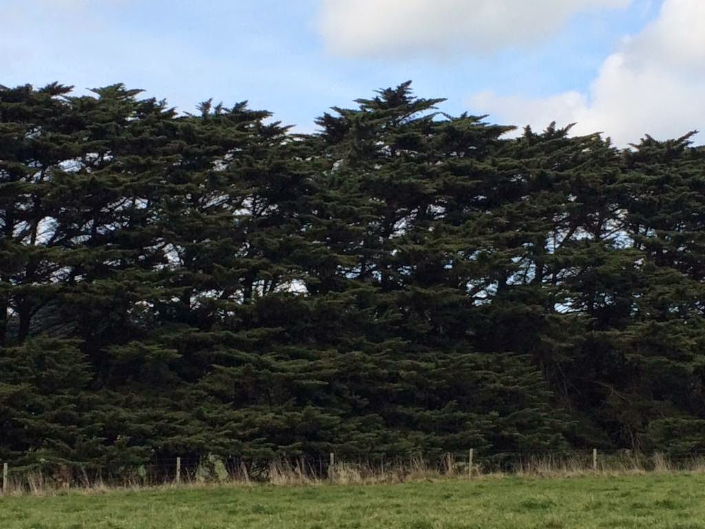 a man cutting tree