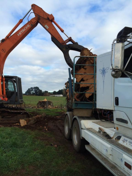 hedge clearing