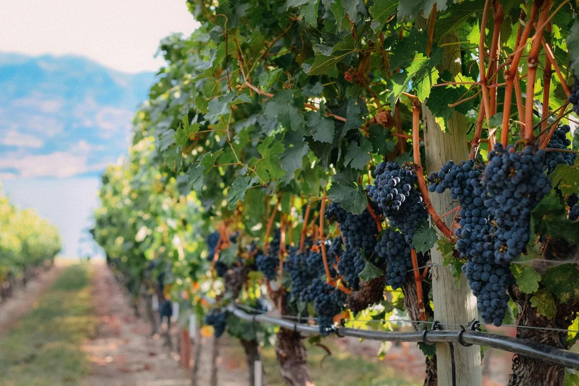 vineyard of grapes
