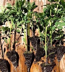 plants