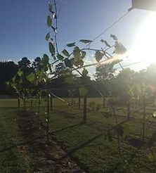 Harvest