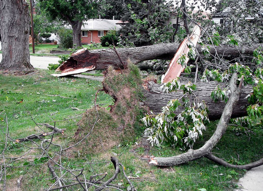 Fallen Tree