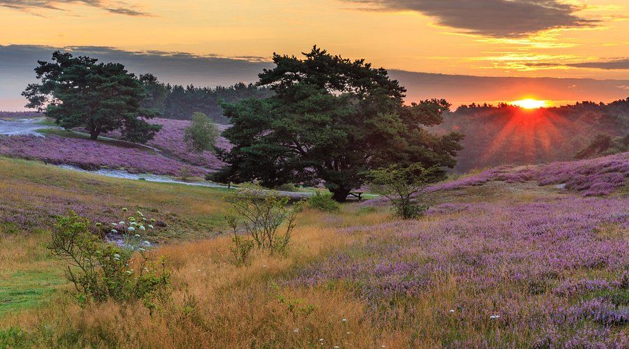 Een zonovergoten landschap van glooiende heuvels bedekt met paarse heide, met een grote boom in het midden onder een gouden zonsopgang.