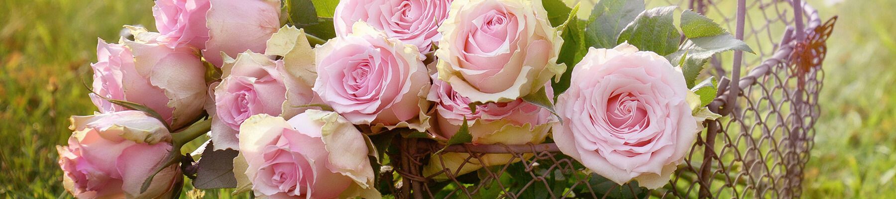 Close-up of pink roses with green leaves. Roses rest in a mesh basket, with a grassy background.