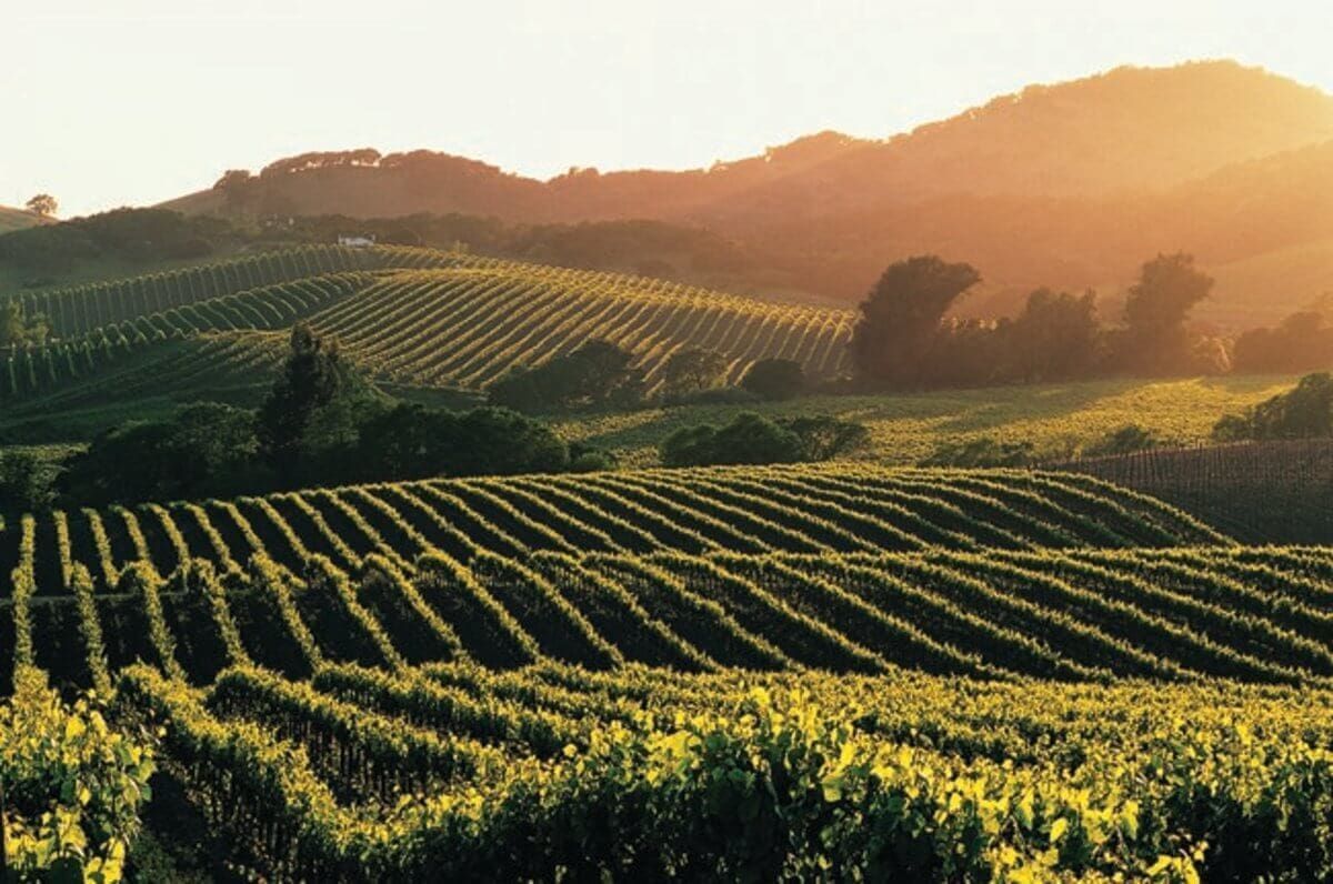 Mornico Losana winefields.