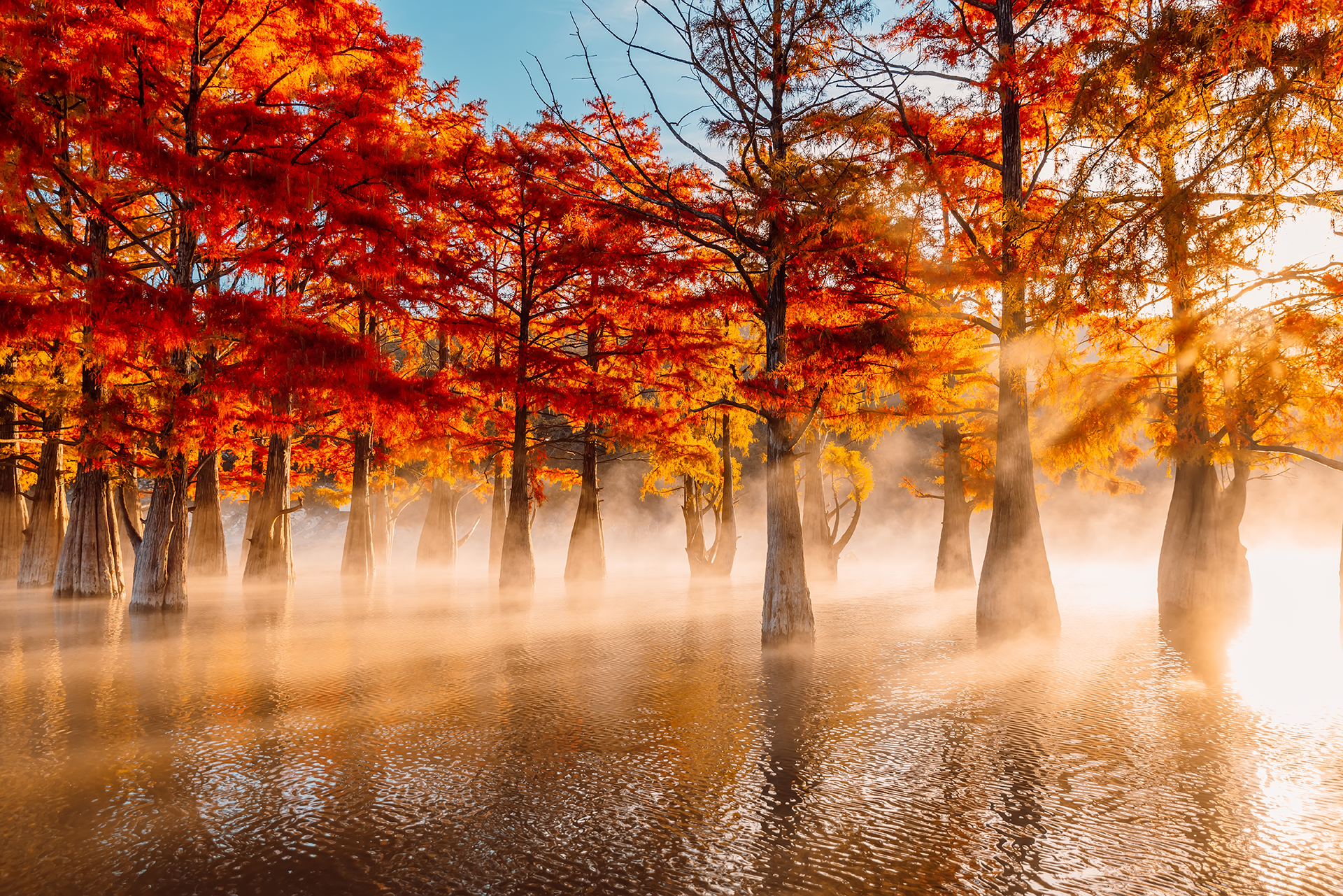 Foggy lake scene with Spanish moss hanging from tree branches. Calm water reflects the trees.