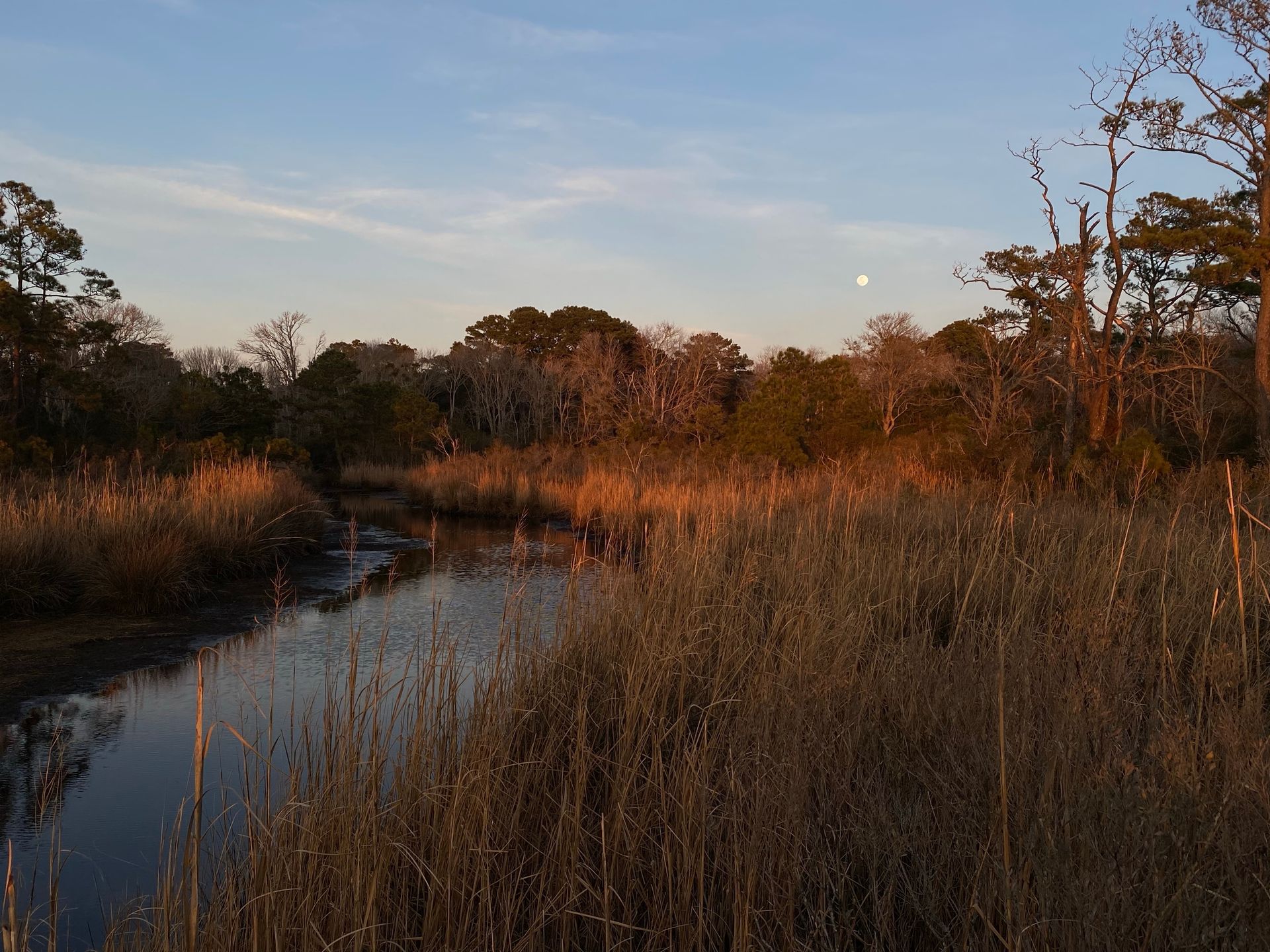 Alligator in murky water with mouth open near grassy bank.