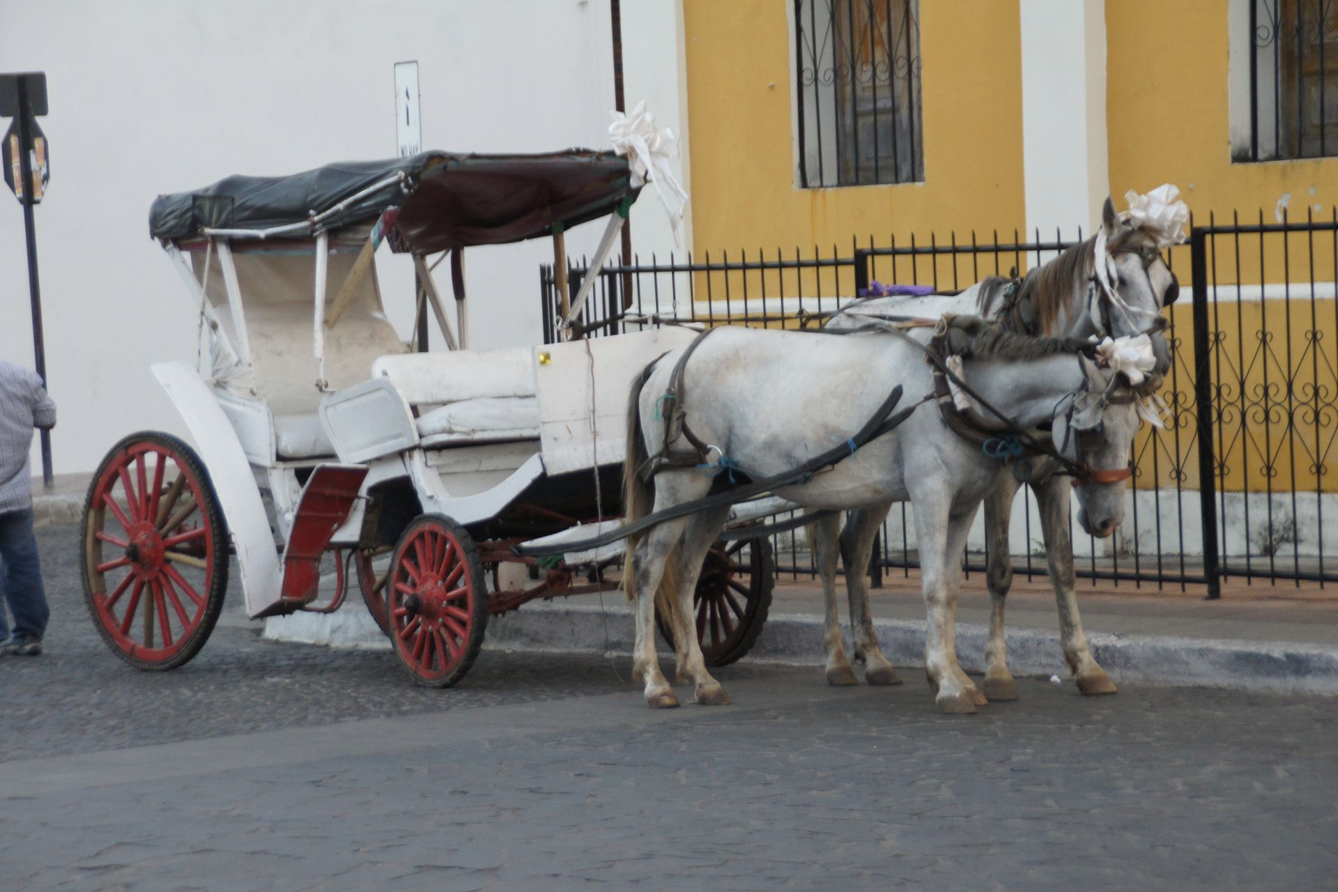 White horse-drawn carriage with red wheels parked on a cobblestone street beside a yellow building.