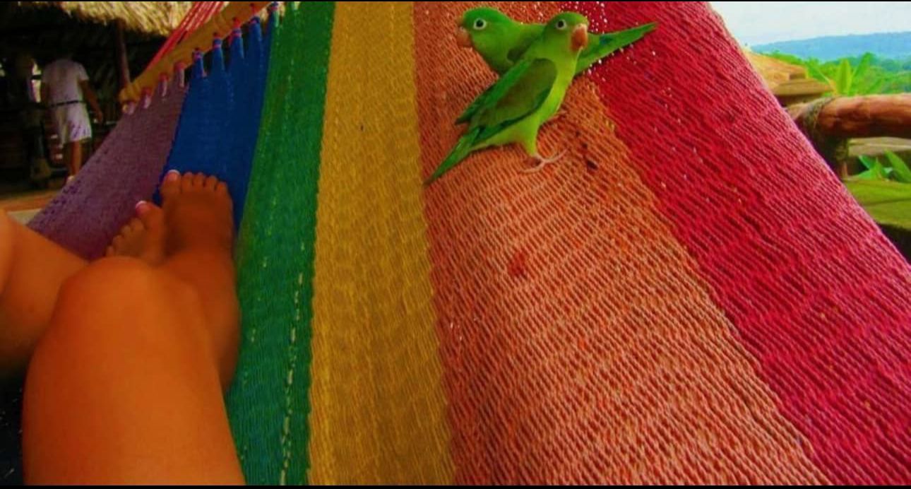 Bare foot on a colorful woven hammock with a small green frog on the red fabric