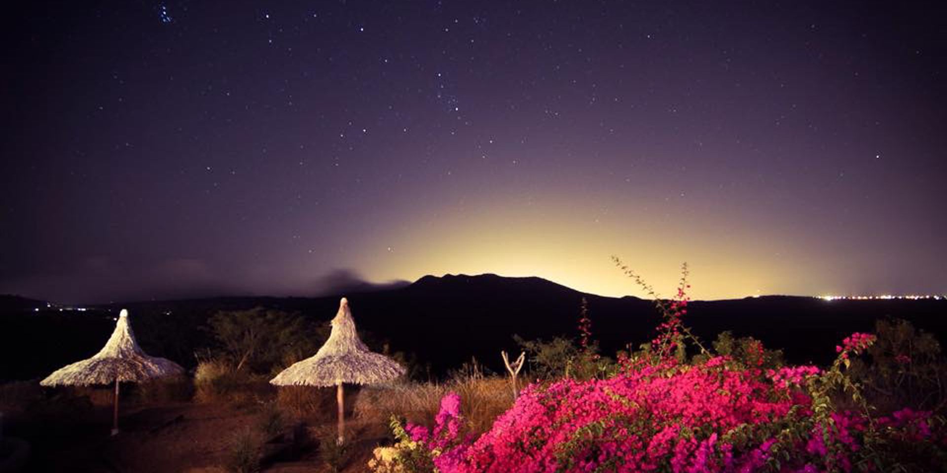Desert camp at night with lit tents, starry sky, and bright pink flowers in the foreground