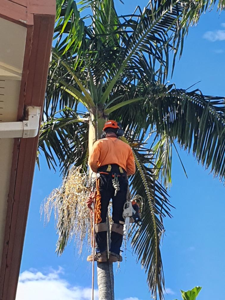 An arborist in high-visibility gear climbs and trims a tall palm tree next to a building against a blue sky.
