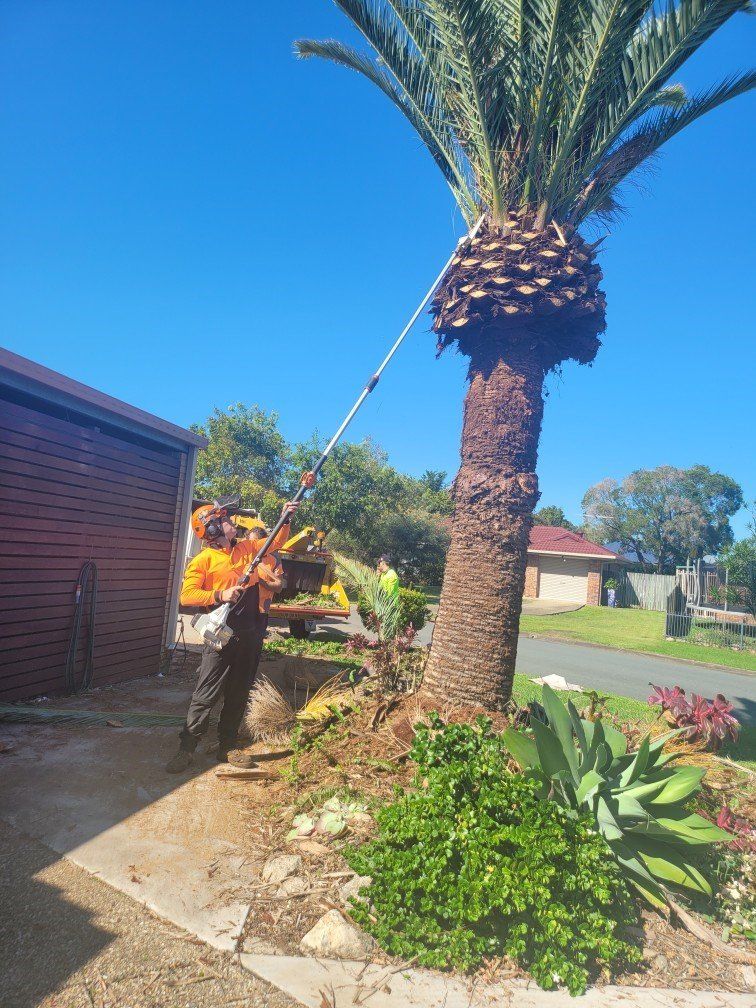 Tree Trimming In Brisbane