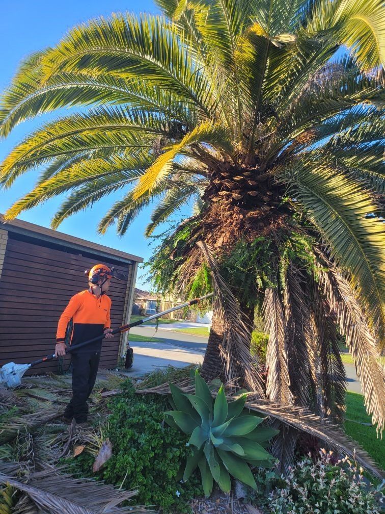 Tree Trimming In Brisbane