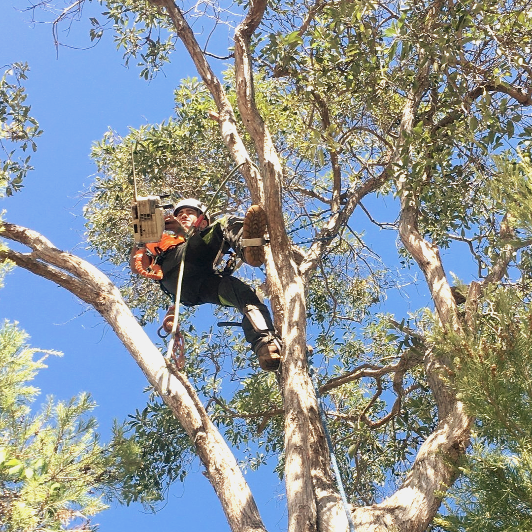 Tree removal Sunnybank