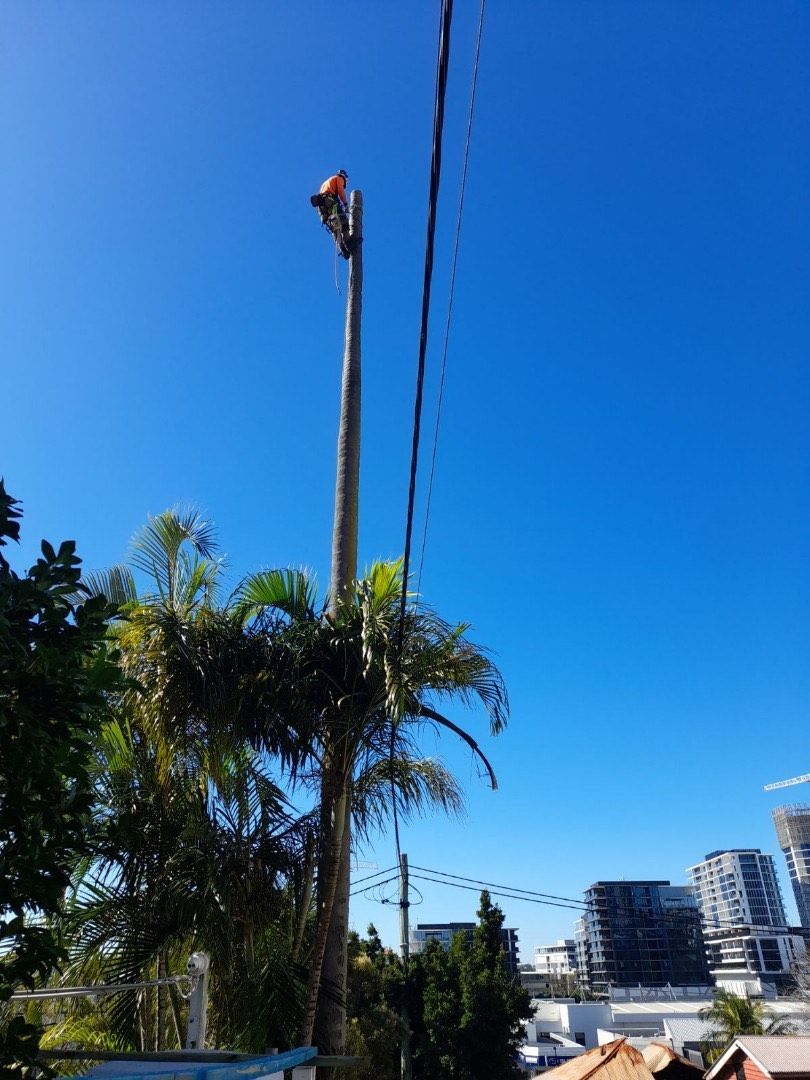 A utility worker in a cherry picker bucket works at the top of a tall palm tree against a clear blue sky.