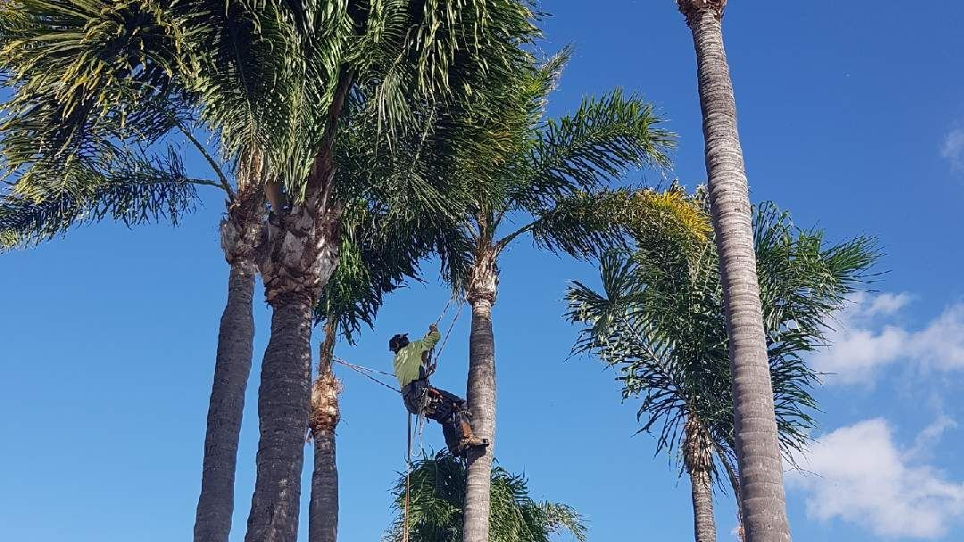 tree lopping services in brisbane