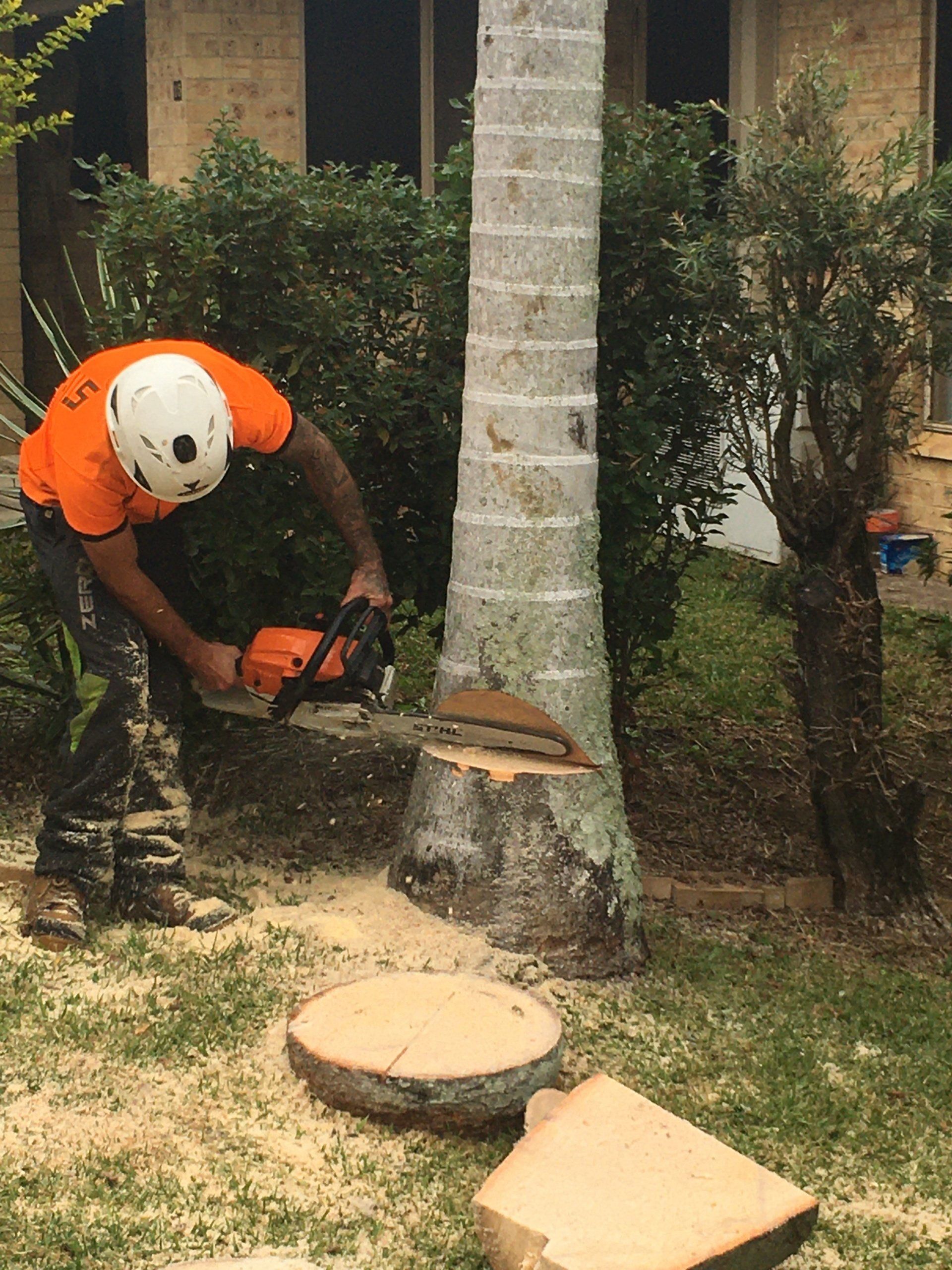 A worker in an orange shirt and white helmet uses a chainsaw to cut the trunk of a palm tree in a grassy yard.