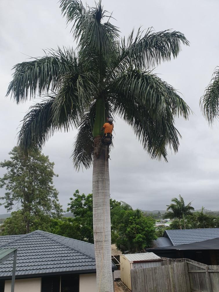 A worker wearing an orange shirt is climbing a tall, slender palm tree in a residential backyard.