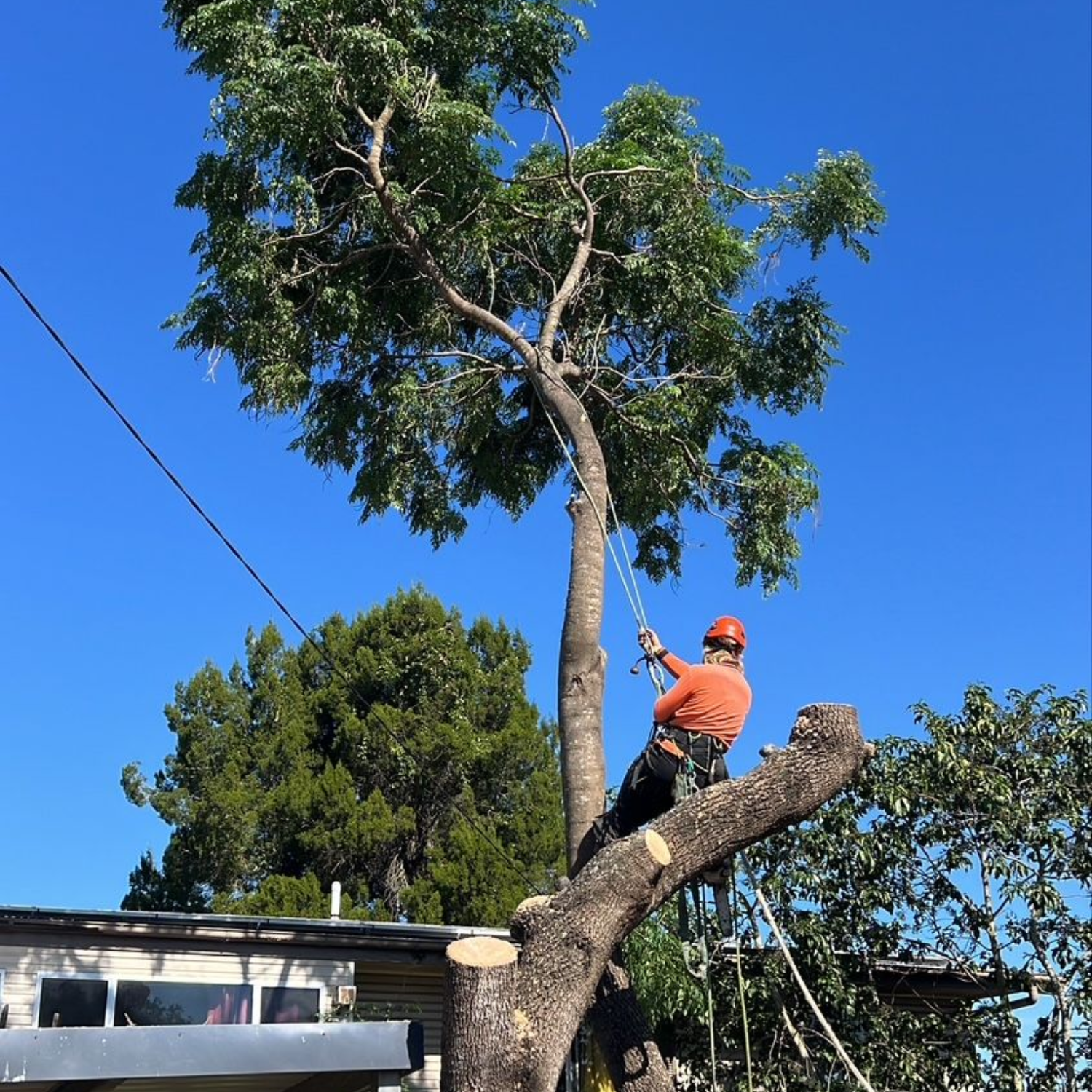 tree loppers Sunnybank
