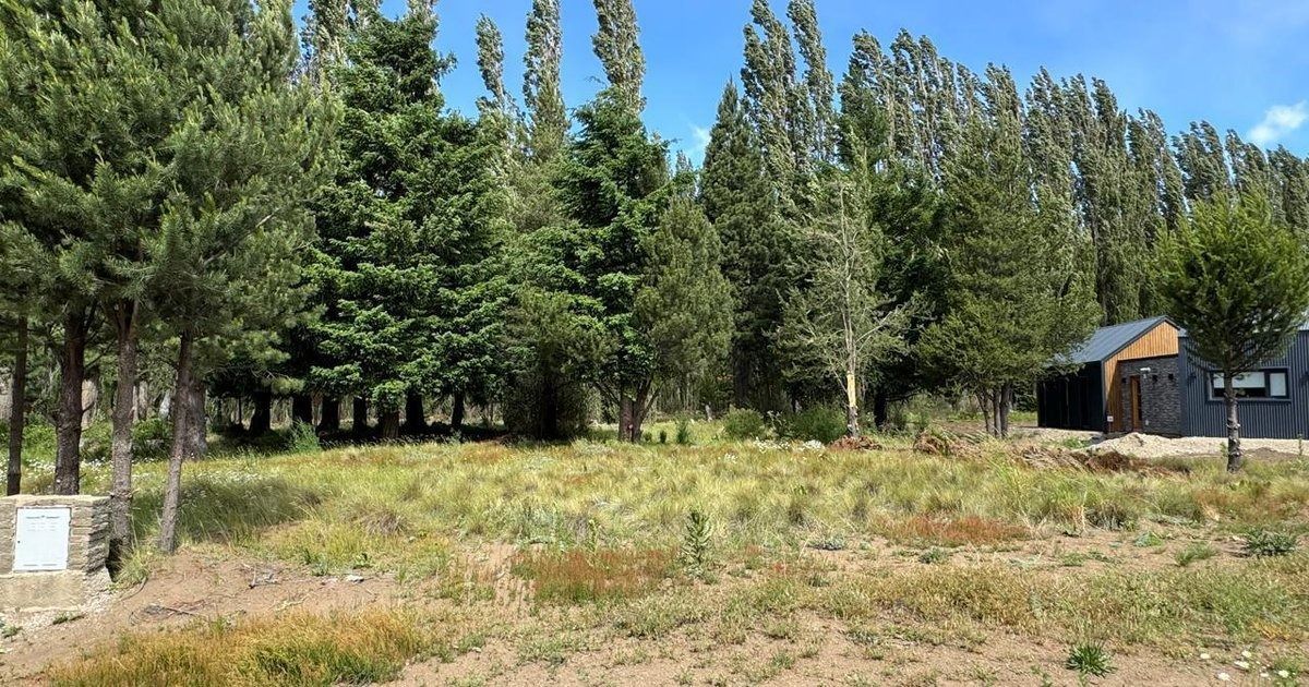Un claro cubierto de hierba con altos árboles de hoja perenne y una pequeña cabaña bajo un cielo azul.