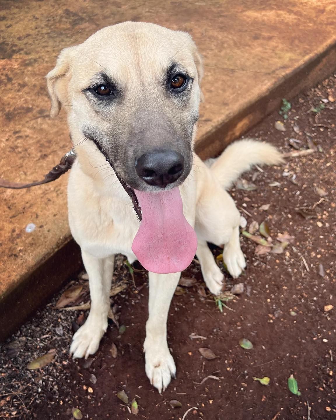 Un perro con la lengua rosada mira a la cámara.