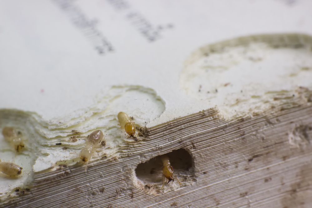 Pest Control — Pest Management in Sippy Downs, QLD A Close Up of a Book With Termites Crawling on It — Core Pest Management in Bli Bli, QLD