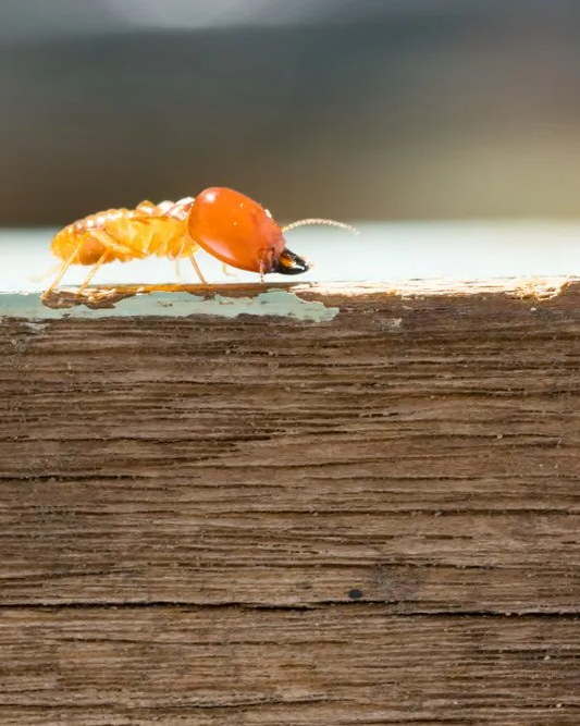 Termite Crawling on a Wooden Beam — Core Pest Management in Buderim, QLD