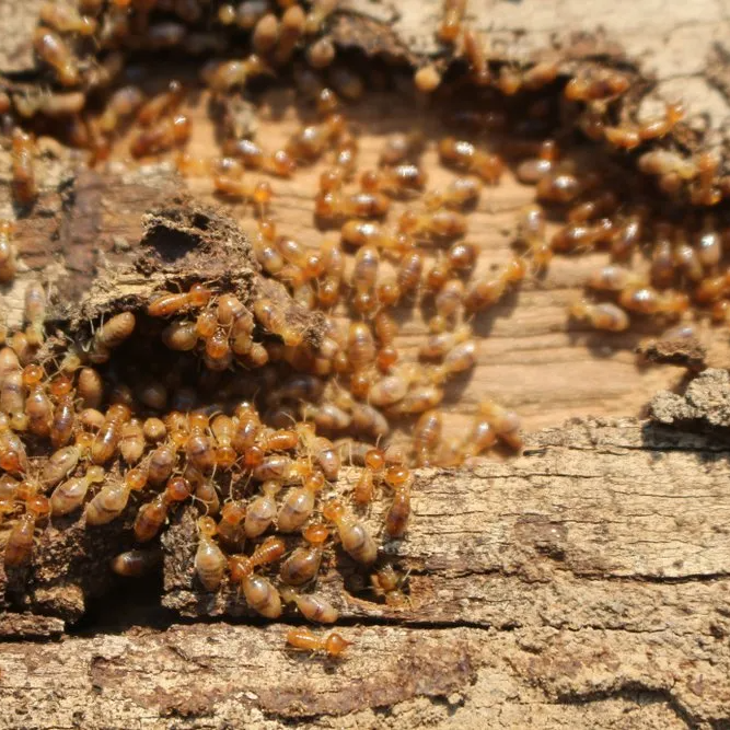 Termites on Wood Wall — Pest Management in Sippy Downs, QLD Termites on Wood Wall — Core Pest Management in Buderim, QLD